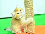 Şampiyonluk soyundan ny12 golden brtish shorthair