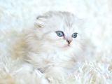 Silver scottish fold longhair yavrumuz