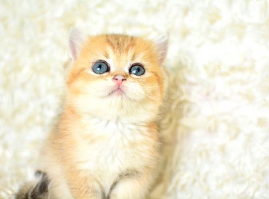 Şampiyon Soyundan Ny 11 Golden British Shorthair