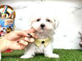 Mini Sevimli Maltese Yavrularımız