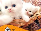 İran Kedi̇si̇ Yavrularimiz