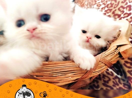 İran Kedi̇si̇ Yavrularimiz görsel