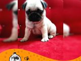 Pug Mops Gül Kuyruk Yavrularımız Puppy
