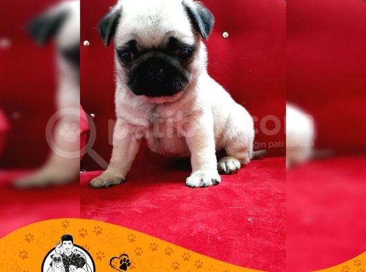 Pug Mops Gül Kuyruk Yavrularımız Puppy görsel