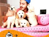 Golden Retri̇ever Baby Face Yavrularimiz Puppy