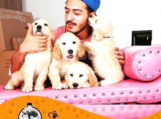 Golden Retri̇ever Baby Face Yavrularimiz Puppy görsel