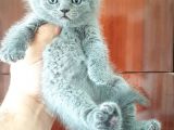 british shorthair yavruları