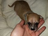 Mini şivava