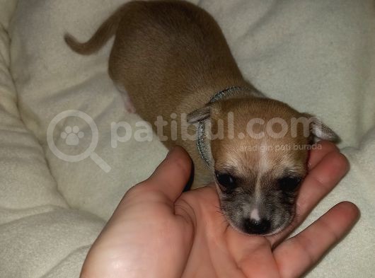 Mini Şivava