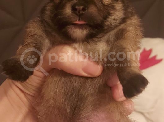 Pomerianan  Boo görsel