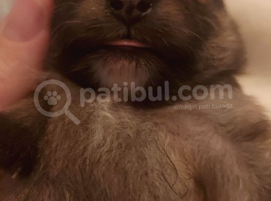 Pomerianan  Boo görsel