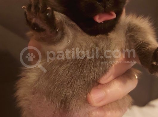 Pomerianan  Boo görsel