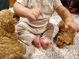 Apricot Yavrularımız Yeni Yuvalarını bekliyor