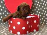 Red brown toy poodle