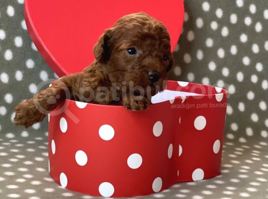 Red Brown Toy Poodle