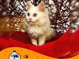 Chi̇nchi̇lla Yavru Kedi̇leri̇mi̇z