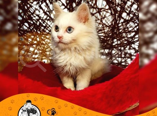 Chi̇nchi̇lla Yavru Kedi̇leri̇mi̇z görsel