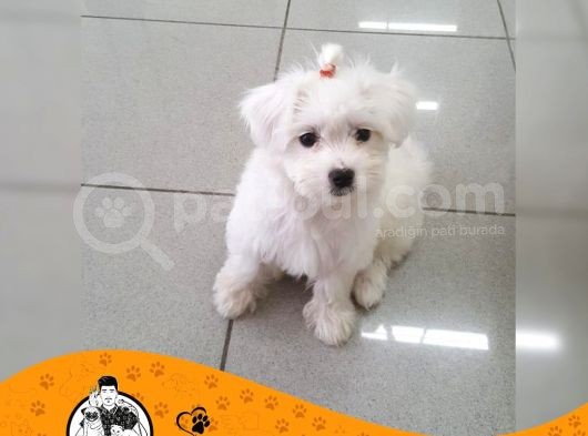Maltese Terrier Sıfır Numara Bebek Yüz Yavrularımız görsel