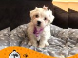Maltese Terrier Sıfır Numara Bebek Yüz Yavrularımız