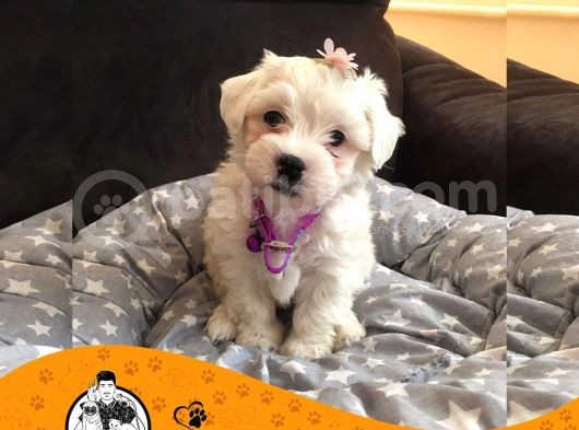 Maltese Terrier Sıfır Numara Bebek Yüz Yavrularımız görsel
