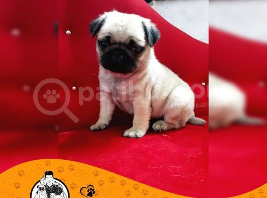 Pug Mops Gül Kuyruk Yavrularımız Puppy görsel