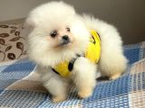 Pomeranian Boo Teddy Face Erkek Mini Yavrumuz