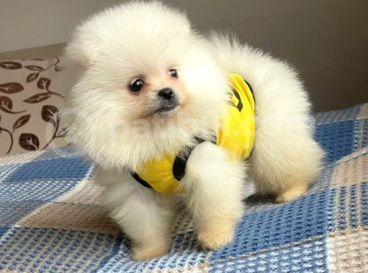 Pomeranian Boo Teddy Face Erkek Mini Yavrumuz görsel