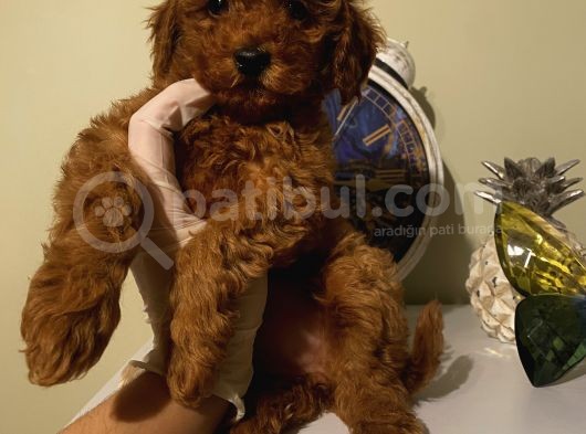 Redbrown Bebekler görsel