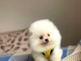 Pomeranian Boo Teddy Face Erkek Mini Yavrumuz
