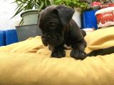 A + Kalite Saf Kan Cane Corso