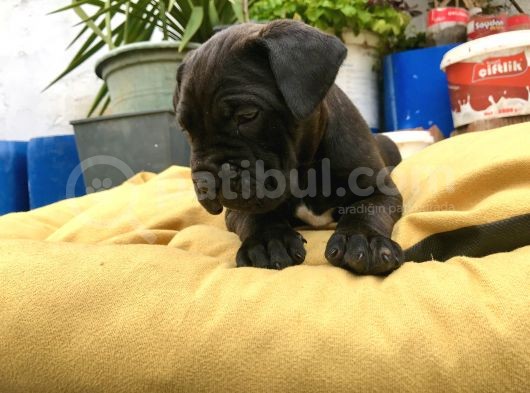 A + Kalite Saf Kan Cane Corso görsel