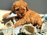 Toy Poodle Kızıl Safkan Orjinal Garantili Kurumsal