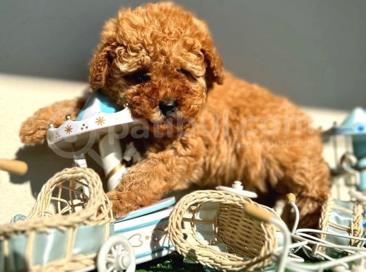 Toy Poodle Kızıl Safkan Orjinal Garantili Kurumsal görsel