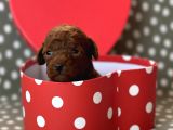 Red Brown Toy Poodle