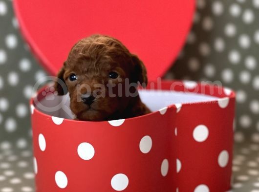 Red Brown Toy Poodle görsel