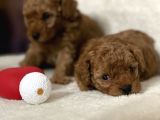 red  minyatür poodle yavrular