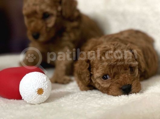 Red  Minyatür Poodle Yavrular