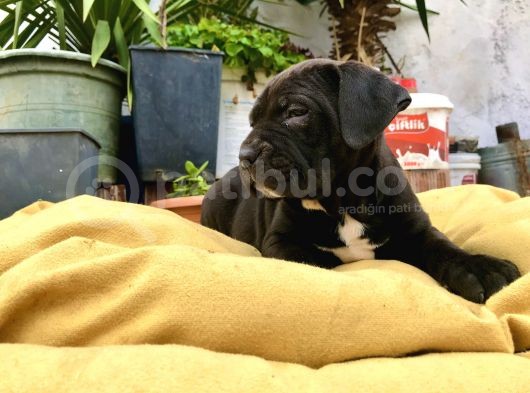 A + Kalite Saf Kan Cane Corso
