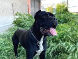 A + Kalite Saf Kan Cane Corso