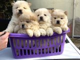 A Kalite Chow Chow Yavrular