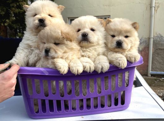 A Kalite Chow Chow Yavrular görsel