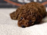 Kaliteyi arayanlara Red Brown Poodle