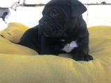 A + Kalite Saf Kan Cane Corso