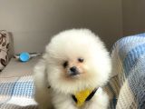 Pomeranian Boo Teddy Face Erkek Mini Yavrumuz
