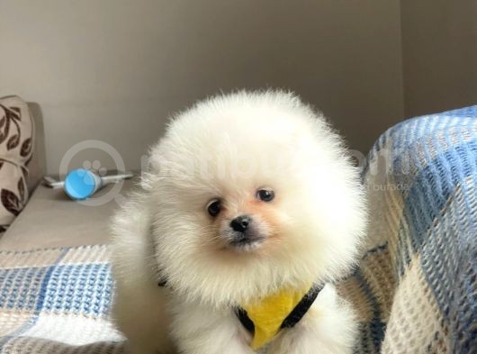 Pomeranian Boo Teddy Face Erkek Mini Yavrumuz görsel