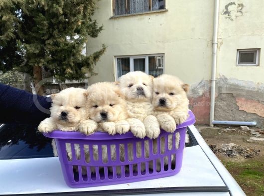 A Kalite Chow Chow Yavrular görsel