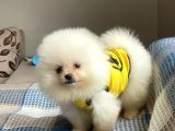 Pomeranian boo teddy face erkek mini yavrumuz