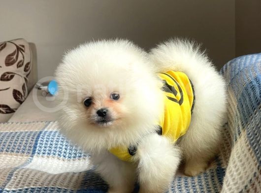 Pomeranian Boo Teddy Face Erkek Mini Yavrumuz