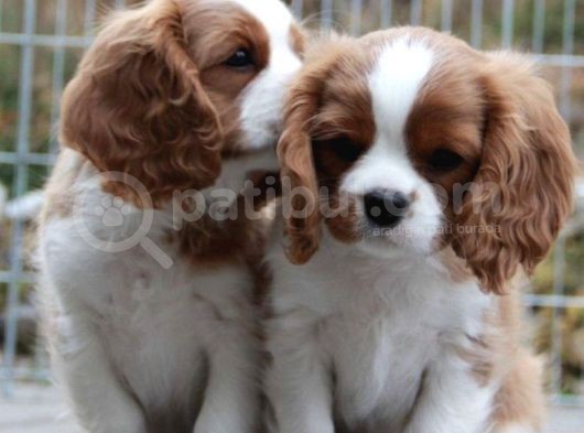 Cavalier King Charles Spaniel Orjinal Safkan Garantili görsel