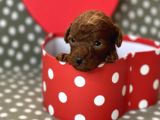Red Brown Toy Poodle